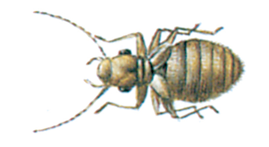 Booklouse