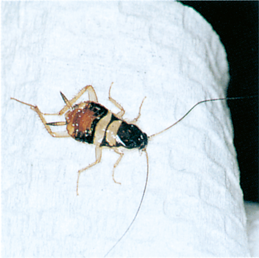 Brown-banded cockroach nymph