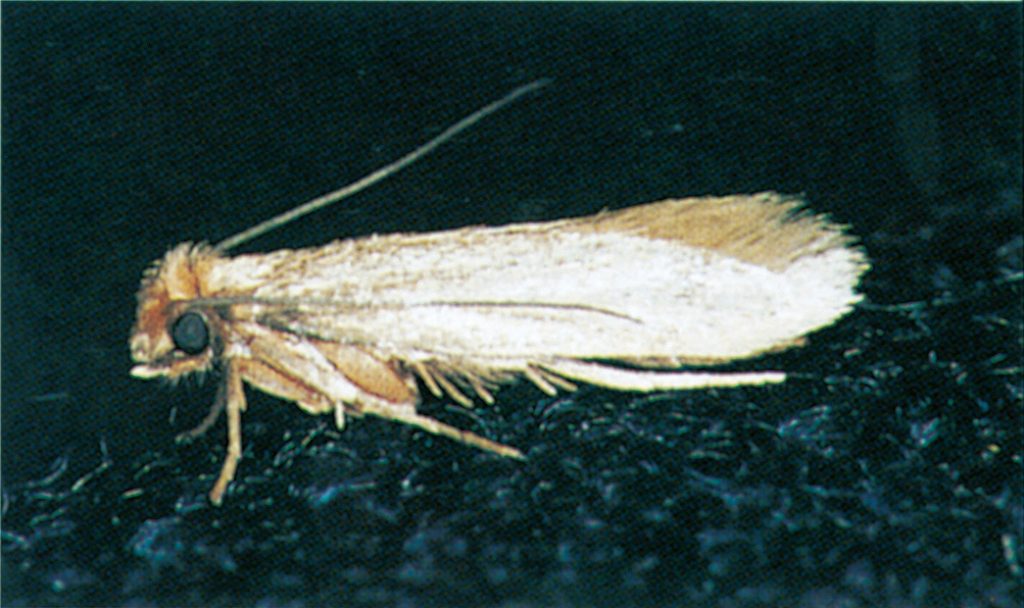 Clothes moth