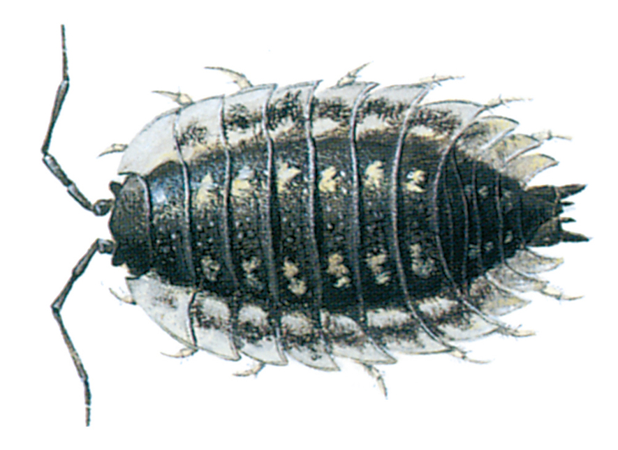 Common woodlouse