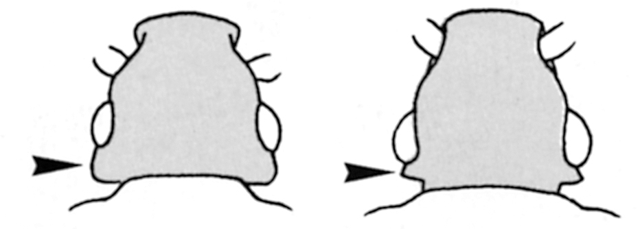 Comparison of saw-toothed grain beetle and merchant grain beetle