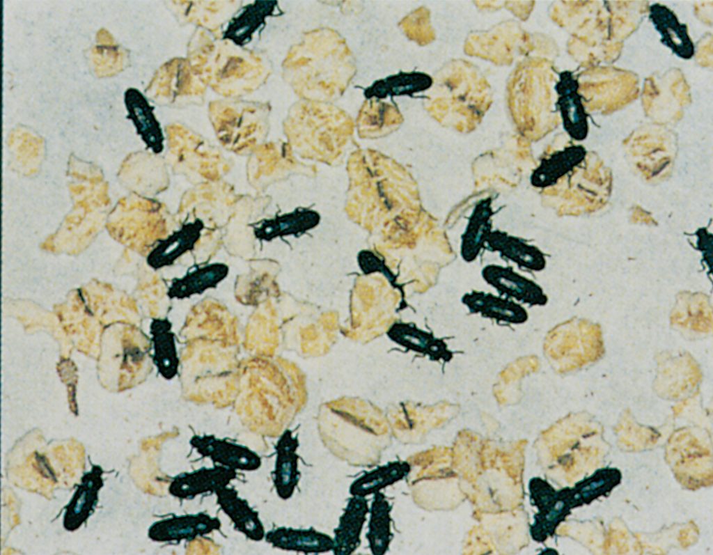 Dark flour beetles in oatmeal