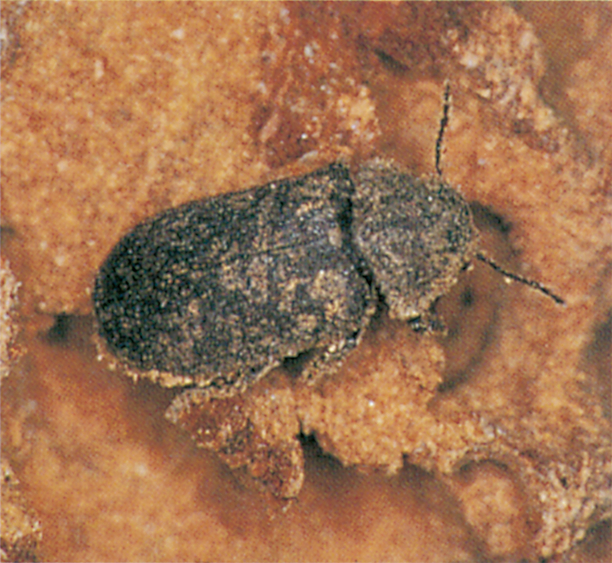 Death-watch beetle in oak wood