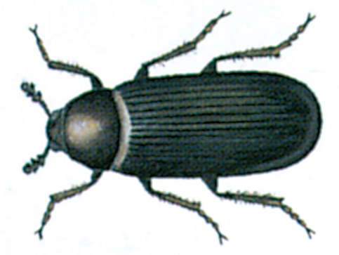 Dermestes haemorrhoidalis beetle