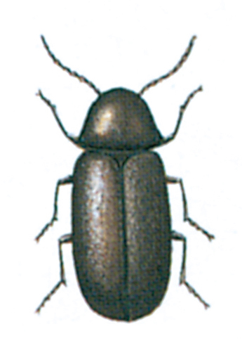 Drugstore beetle