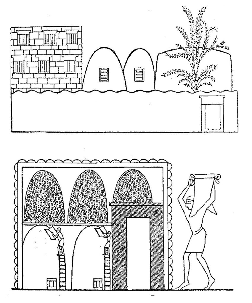 Egyptian granary flour mites