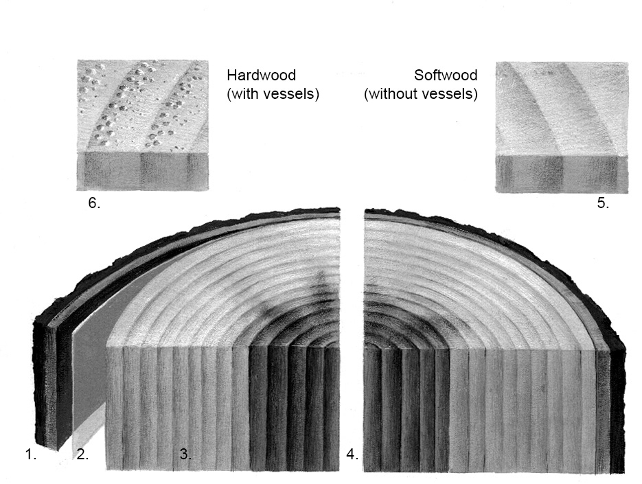 Explanation of growth layers in softwood and hardwood