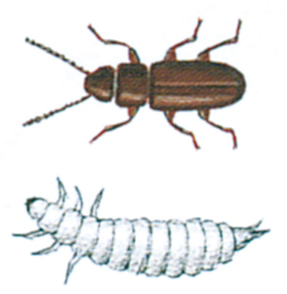 Flat grain beetle and larva