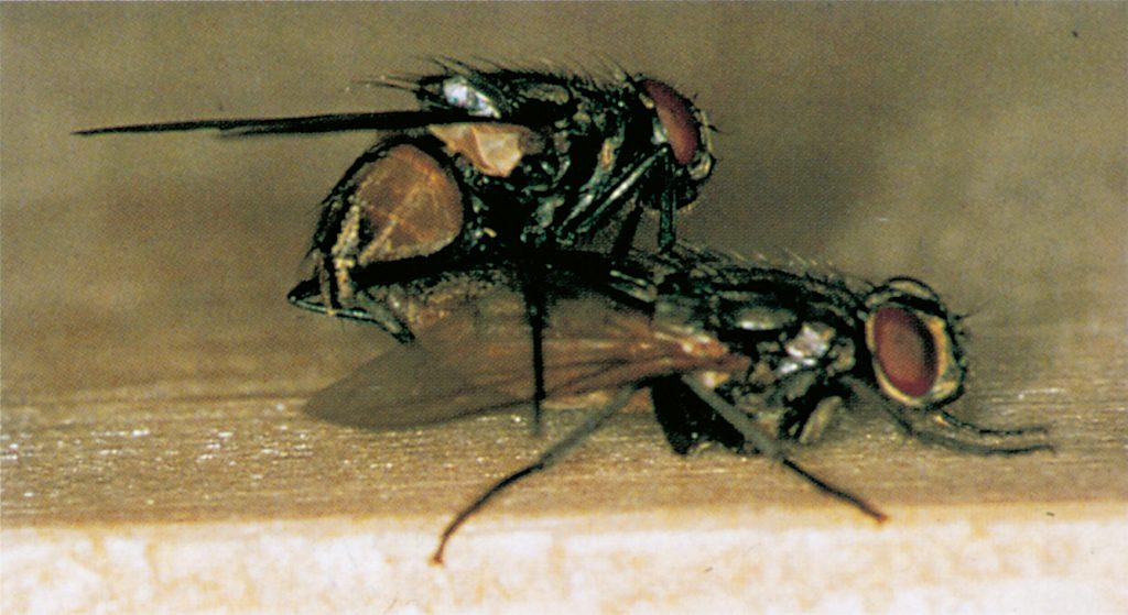 Flies mating