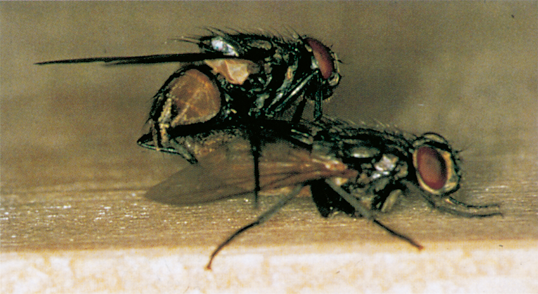 the-lesser-housefly-lay-eggs-in-moist-manure