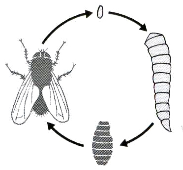 Arthropod development - how do they grow?