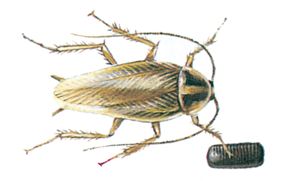 German cockroach with egg