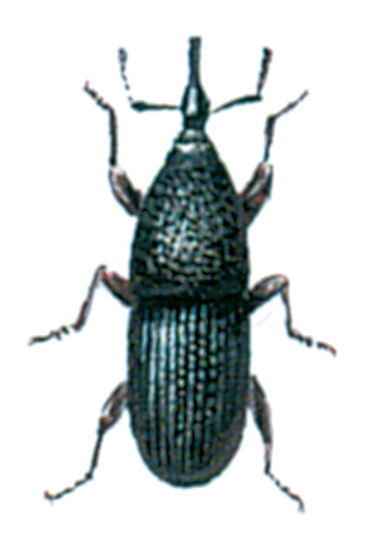 Grain weevil