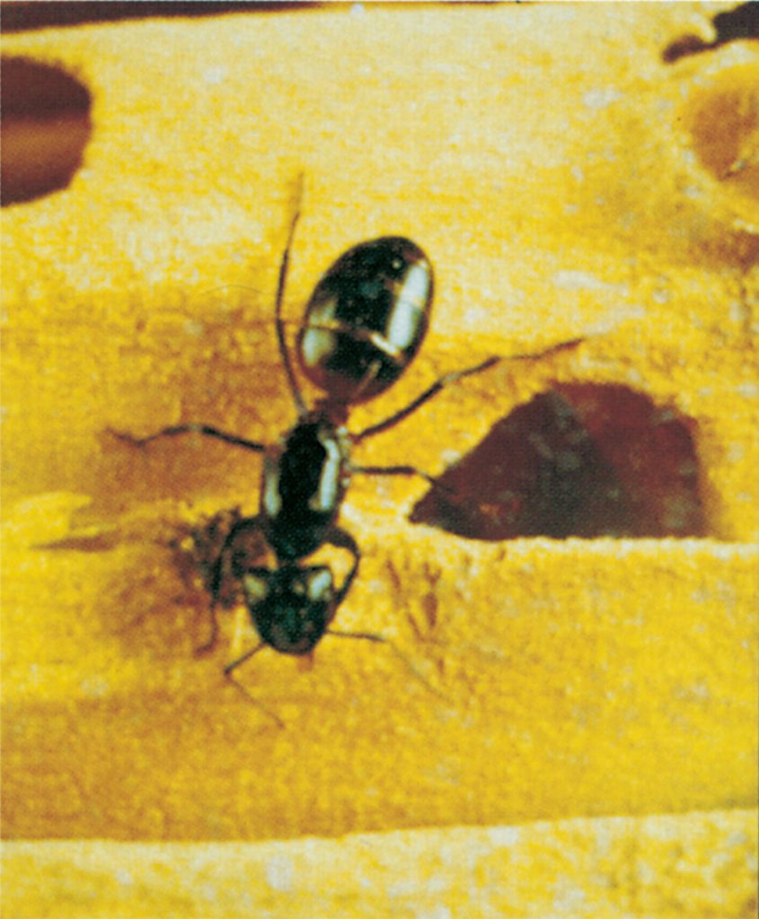 Hercules ant on infested wood