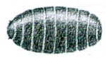 House fly pupa