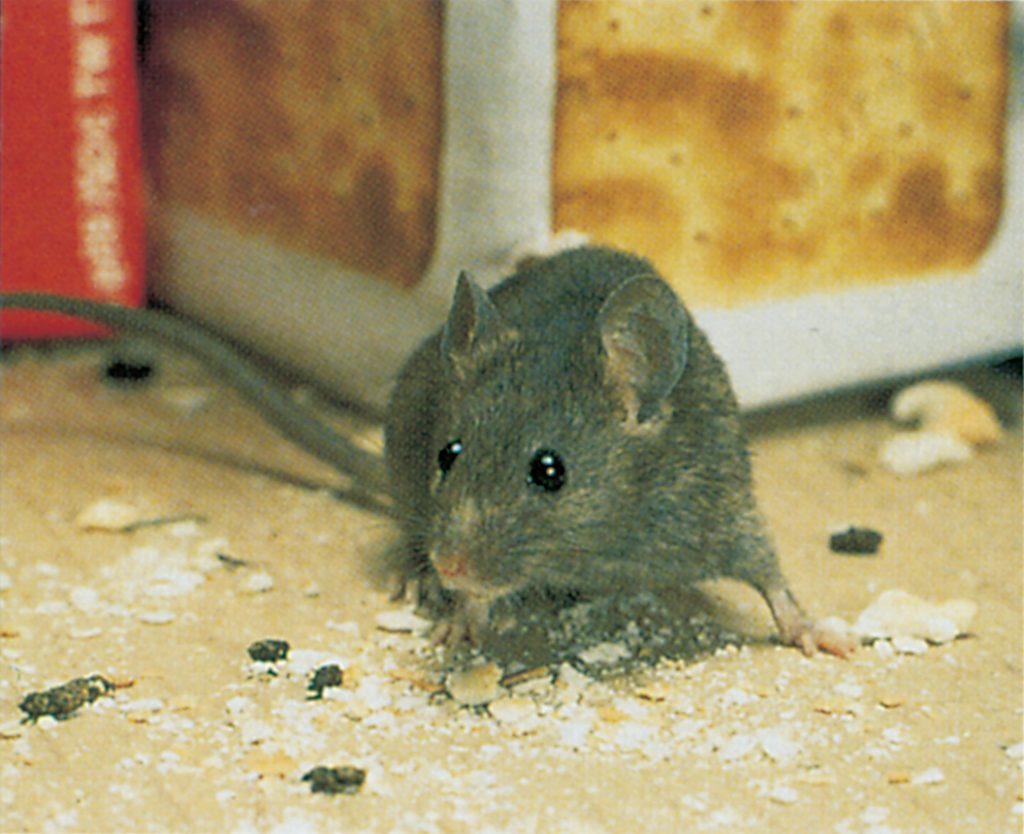 House mouse and excrements