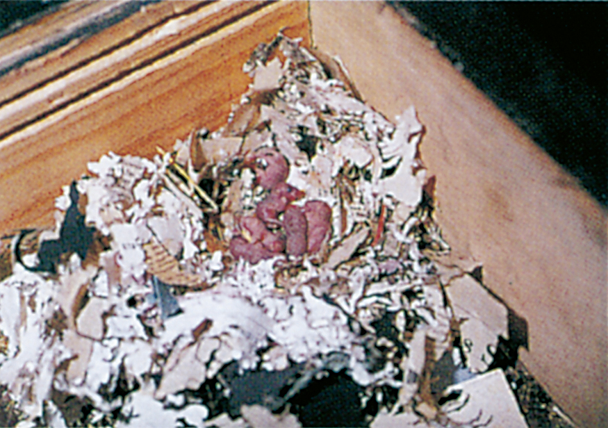 House mouse nest