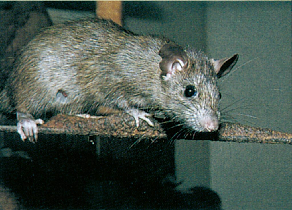 The black rat – This animal wiped out half of Europe