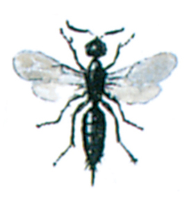 Ichneumon wasp