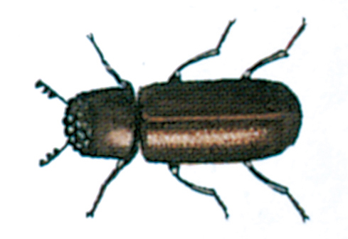 Lesser grain borer