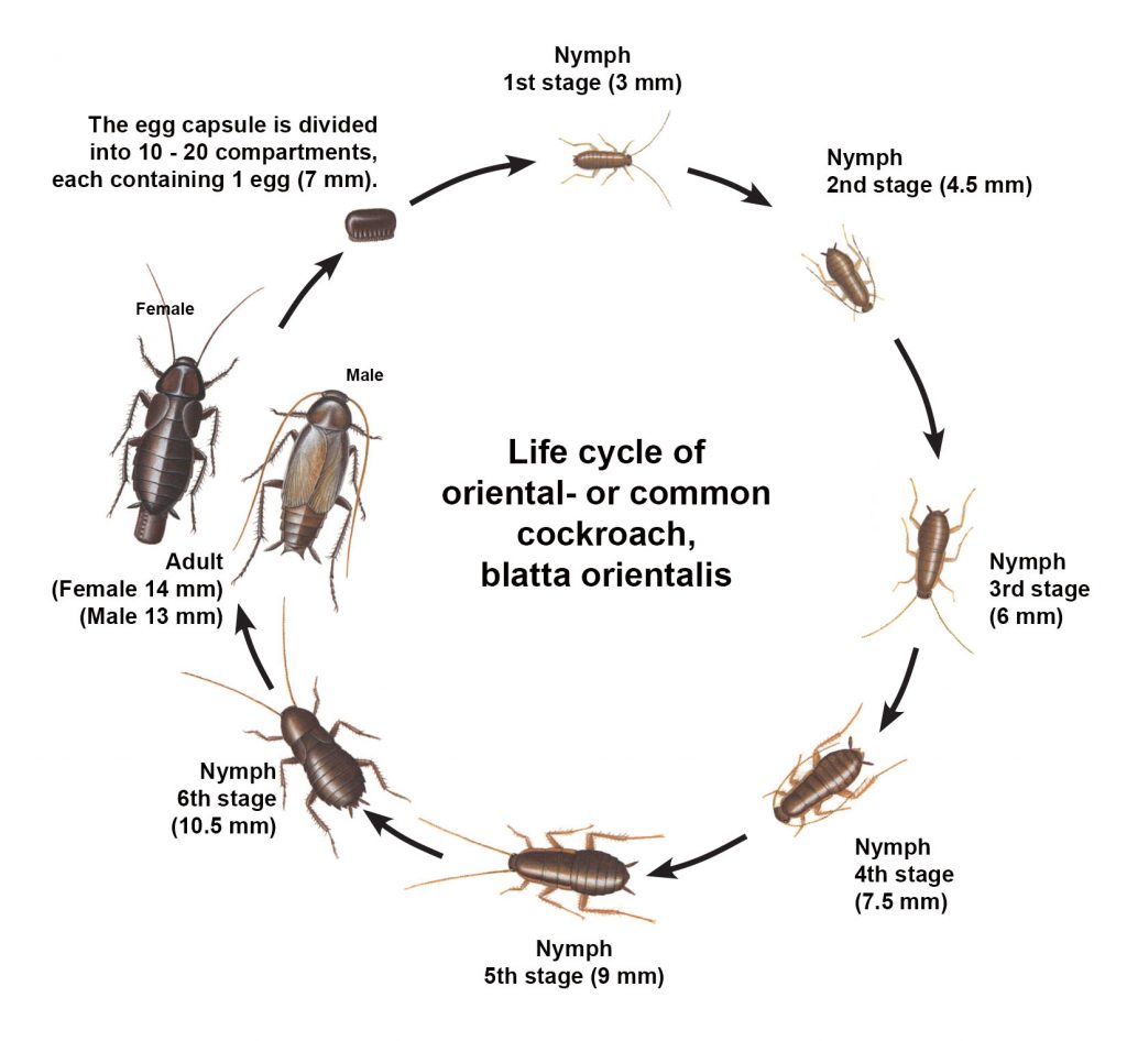 Life cycle of common cockroach - oriental cockroach