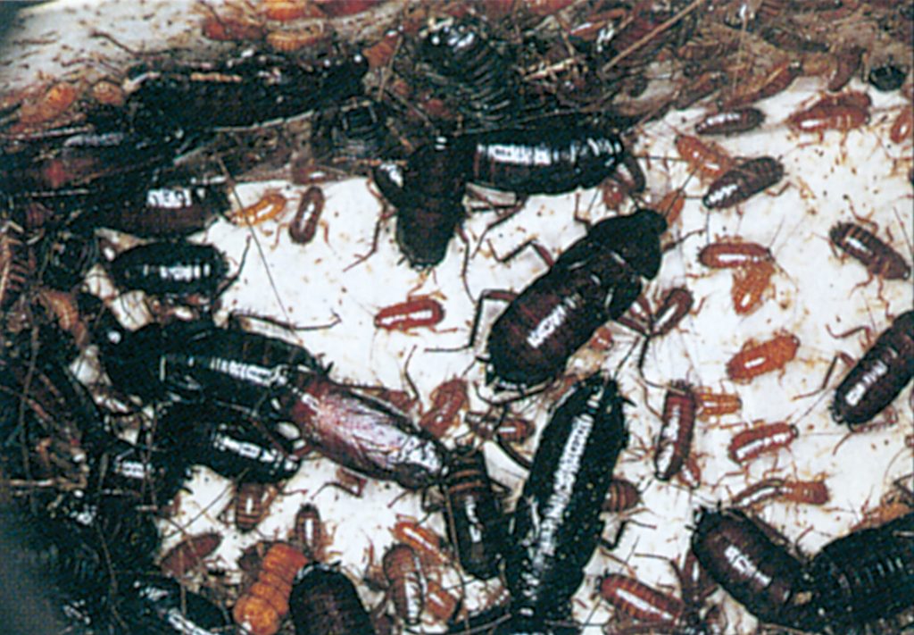 Oriental cockroaches, adults and nymphs