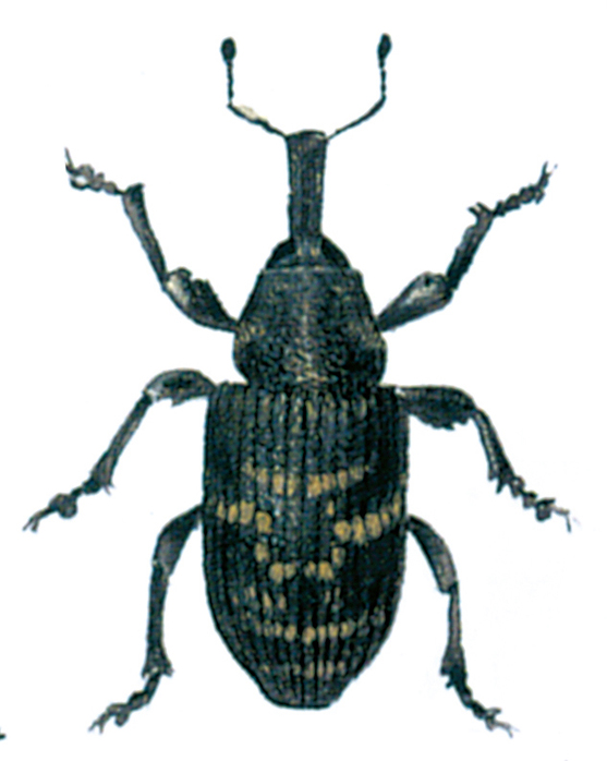 Pine Weevil