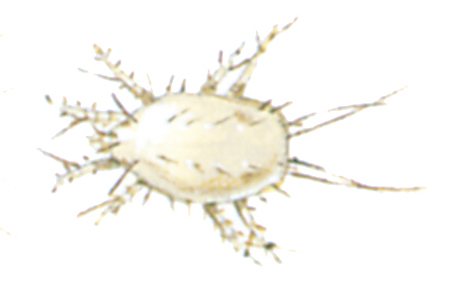 Prune mite