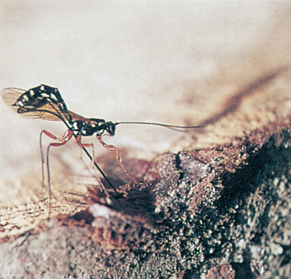 Sabre wasp, ichnemon bores it's ovipositor into wood wasp larvae