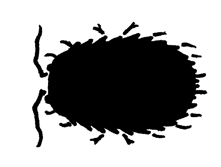 Silhouette of crustacean