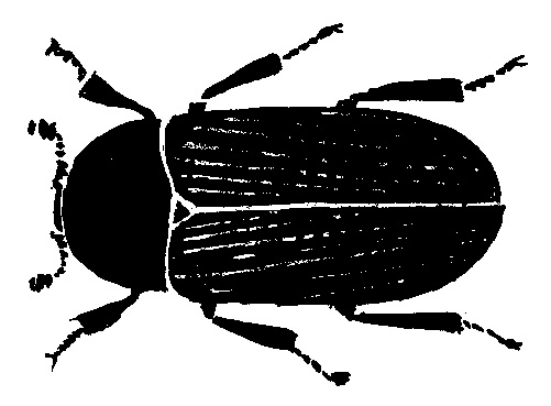 Silhouette of dermestes frischii