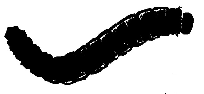 Silhouette of dock sawfly - Ametastegia glabrata