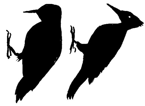 Silhouette of woodpeckers