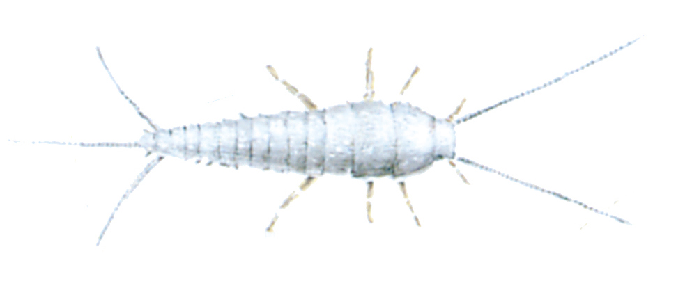 Silverfish