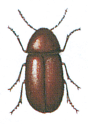 Tobacco beetle