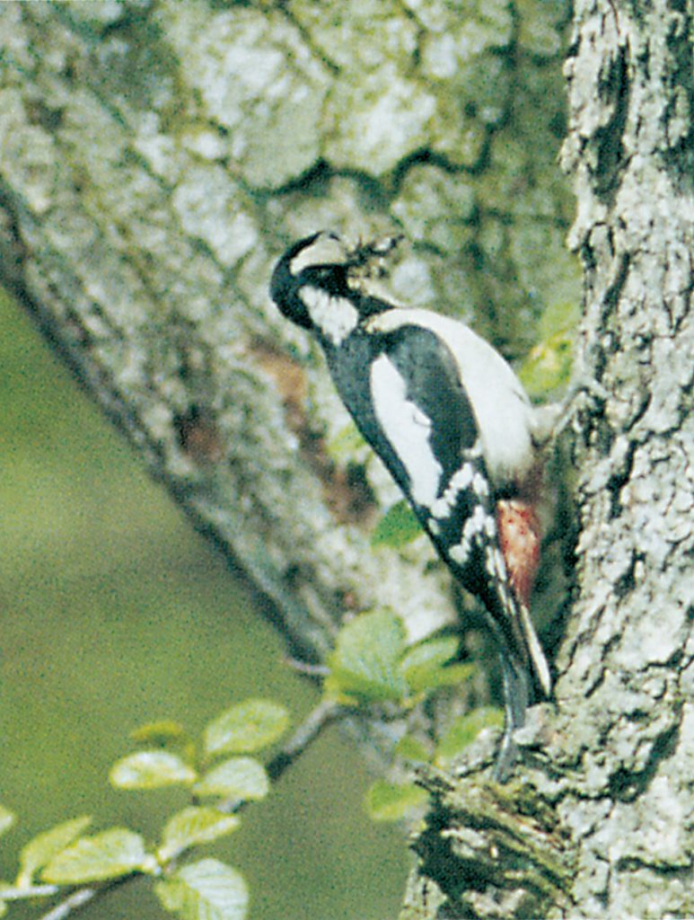 Woodpeckers can ruin wood on houses