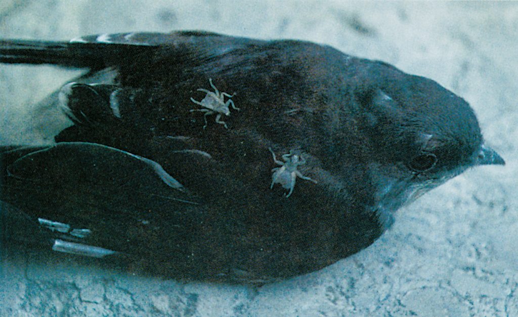 Young swallow with louse flies - Pests in House and Home - Page 56