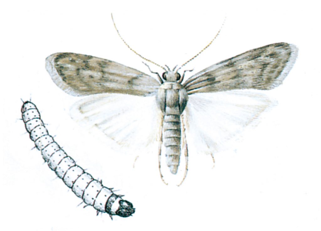 Flour moth and larva