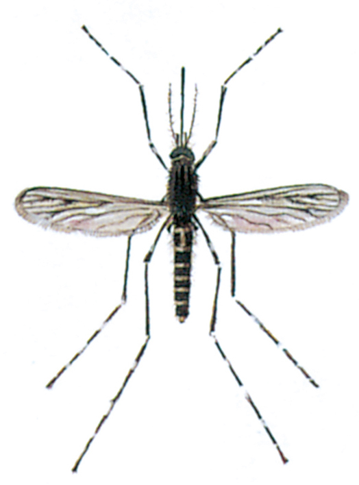 Banded mosquito