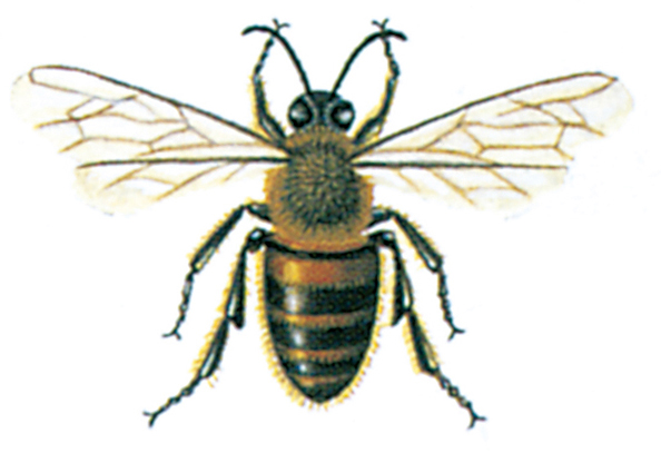 Bee - this is a honey bee