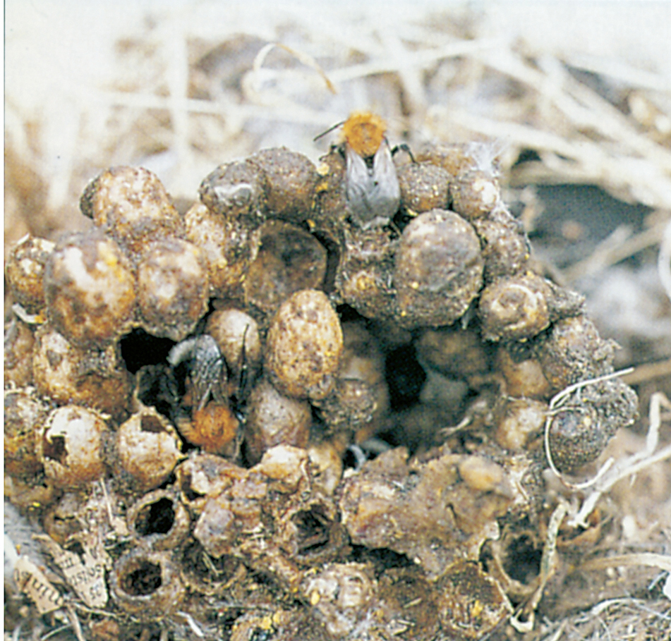 Bumblebee's nest in abandoned bird's nest