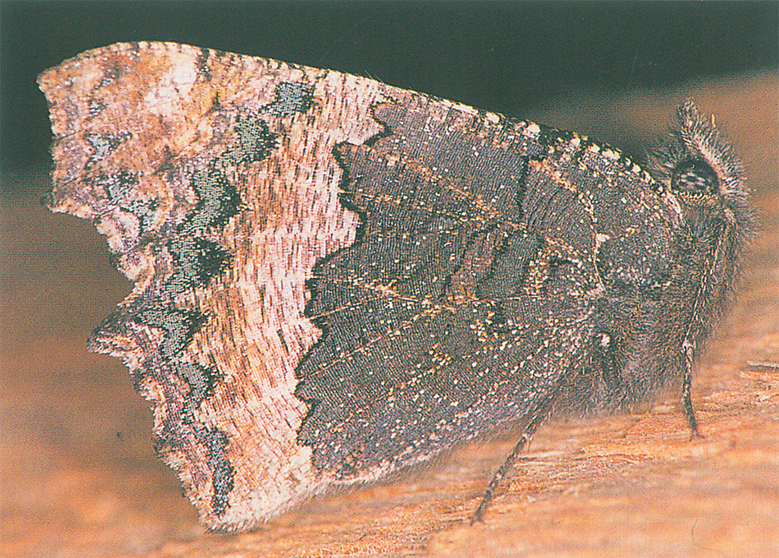 Butterfly, Small tortoiseshell in hibernation