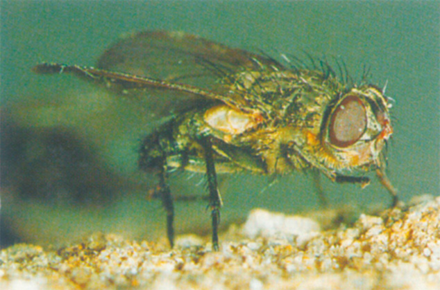 Cluster flies are recognised by the golden hairs