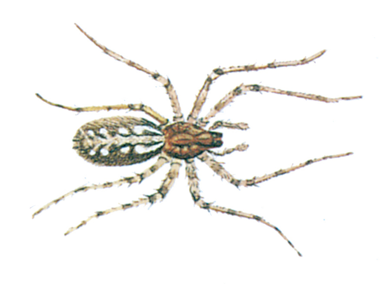 Common house spider