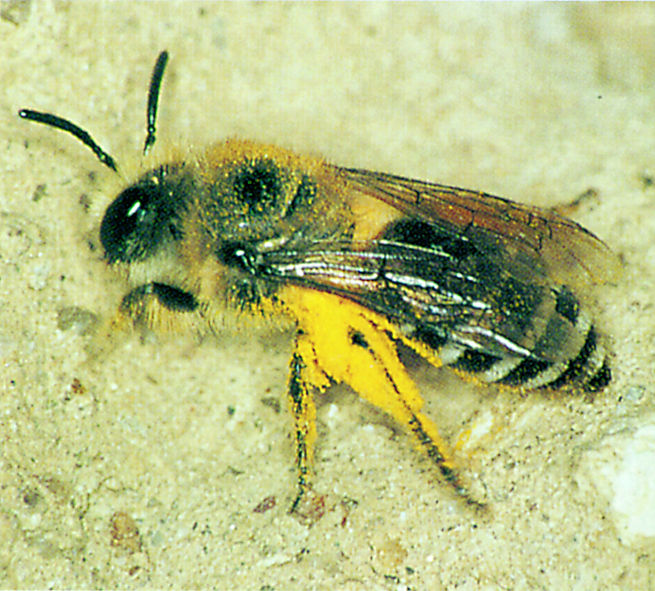 Davies's colletes returns home to its nest with pollen