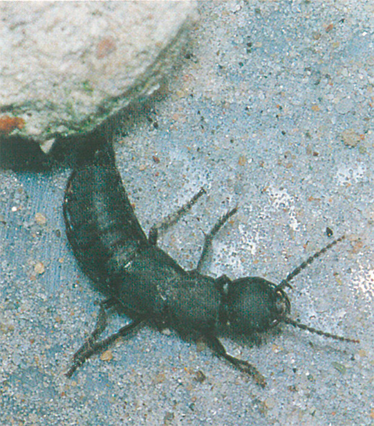 Devil's coach horse beetle on basement floor