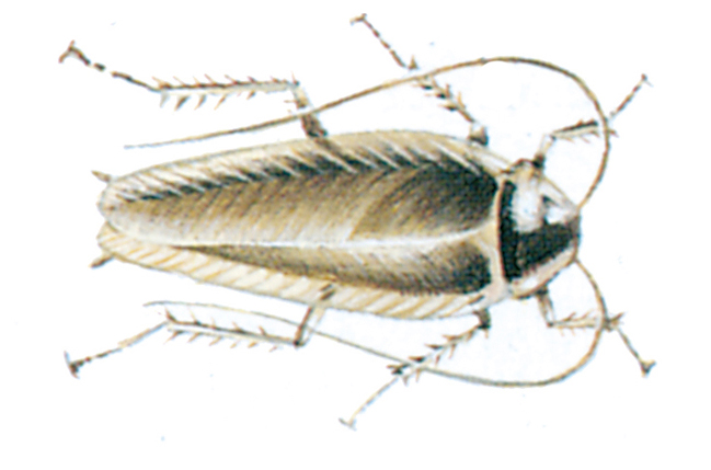 Dusky cockroach