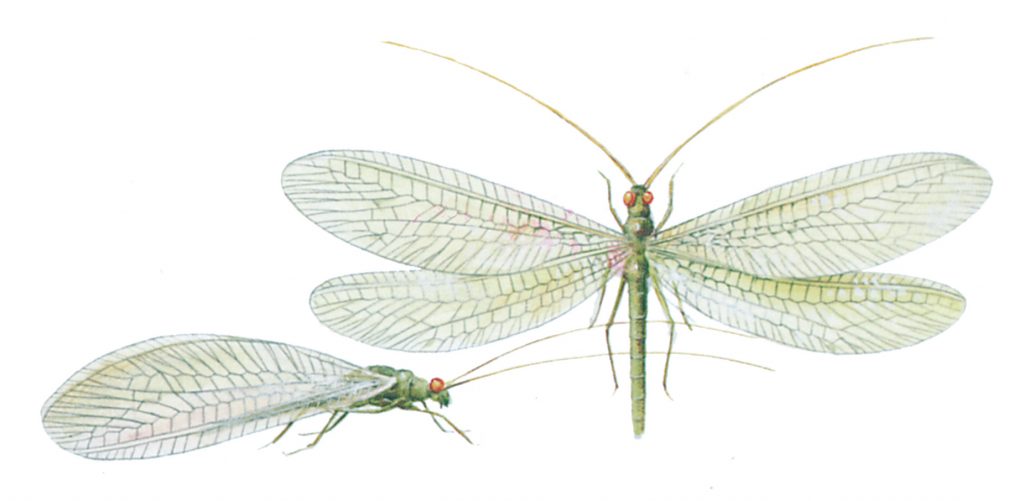 Green lacewing