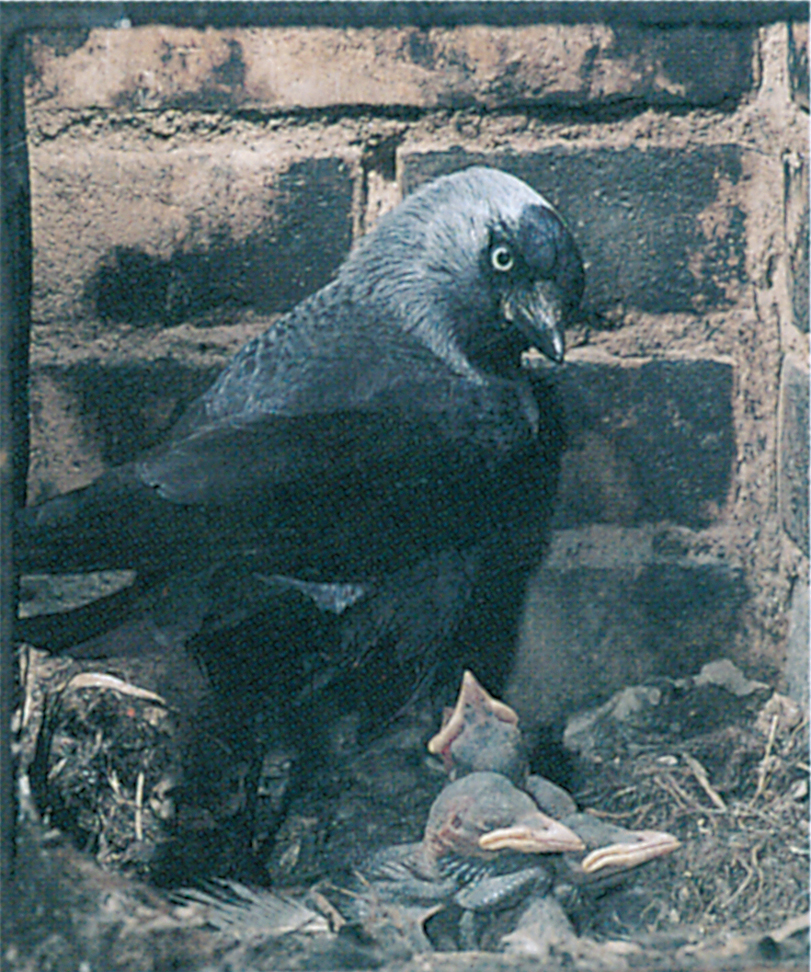 Jackdaw's nest in chimney