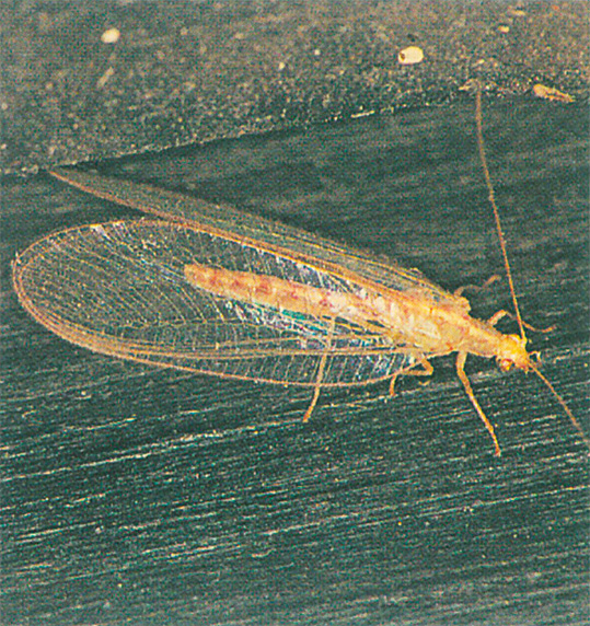 Lacewing